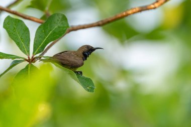 Olive Backed Sunbird on the tree in forest, Thailand