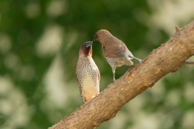 Scaly Breasted Munia  stand in the rain forest, Thailand