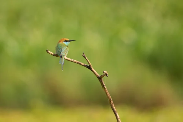 Yağmur Ormanlarında Yeşil Arı Yiyen Kuş Tayland — Stok fotoğraf