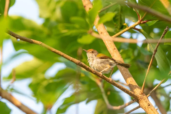 Dark Nacked Tailorbird Stand Branch Tree Таиланд — стоковое фото