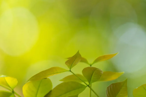 Natural Leaf Backgorund Light Morning Stock Photo — Stock Photo, Image
