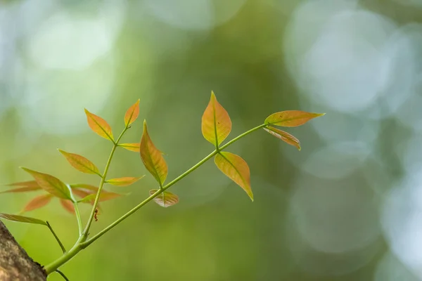 Sabah Fotoğrafında Işık Olan Doğal Yaprak Sırtı — Stok fotoğraf