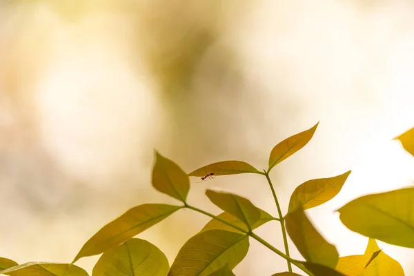 朝のストックフォトの光と自然葉の背景 — ストック写真