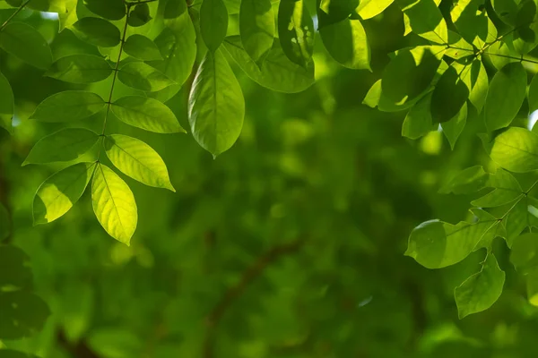 Naturlig Löv Backgorund Med Ljus Morgonen Stock Foto — Stockfoto
