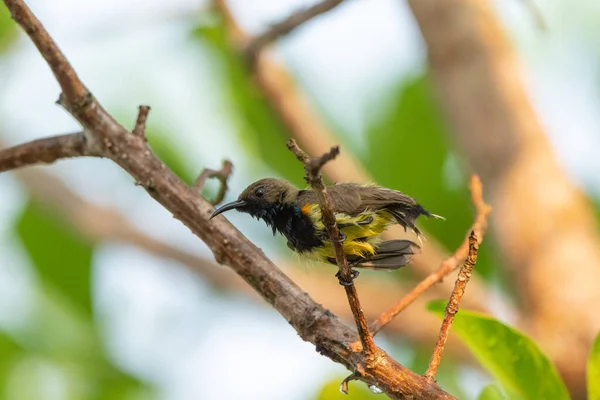 Olive Backed Sunbird Tree Forest Thailand —  Fotos de Stock
