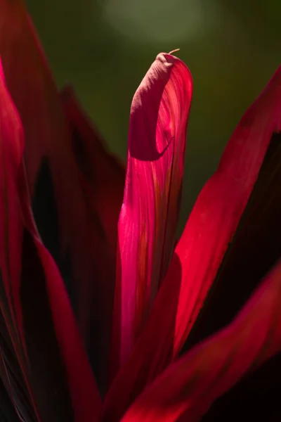 朝のストックフォトの光と自然葉の背景 — ストック写真