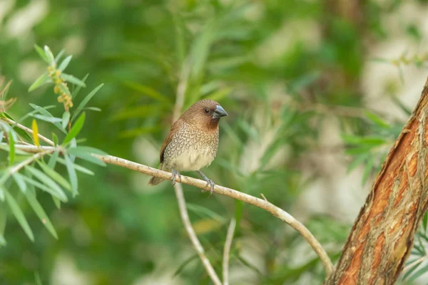 Scaly Breasted Munia Stand Rain Forest Thailand — стоковое фото