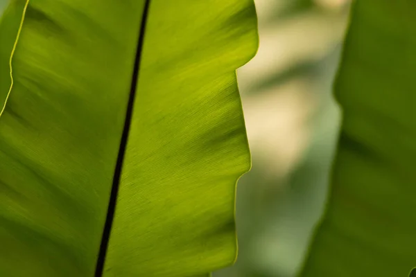 Natural Leaf Backgorund Light Morning Stock Photo — 스톡 사진