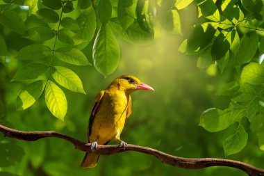 Black naped Oriole - Oriolus chinensis in the rain forest, Thailand