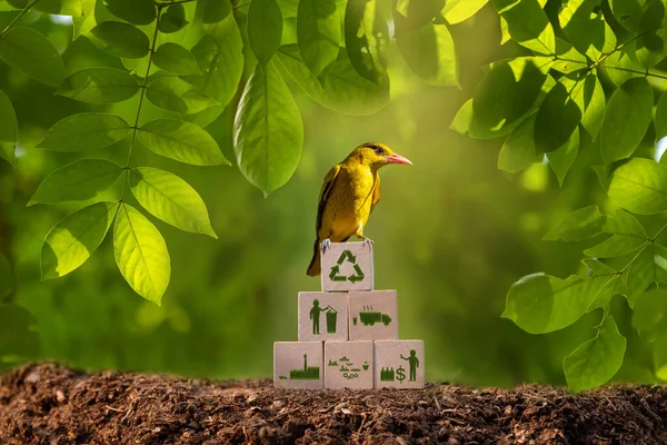 Recyklovat Koncepci Procesu Dřevěné Krabici Zelenou Ptákem — Stock fotografie