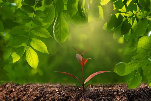 Plant Tree Neutral Background Close Fresh Green — Stock Photo, Image
