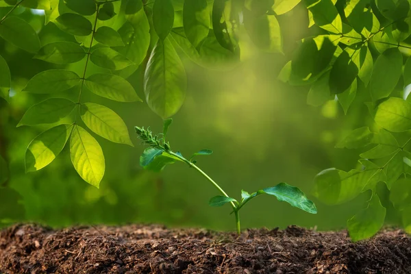 Növényfa Semleges Háttérrel Friss Zöld Közelkép — Stock Fotó