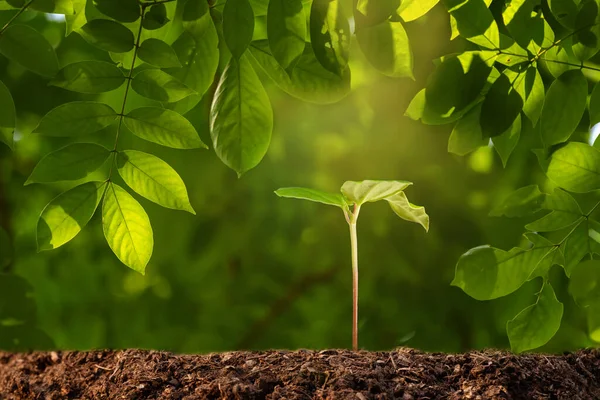 Дерево Рослин Нейтральному Фоні Крупним Планом Свіжого Зеленого — стокове фото