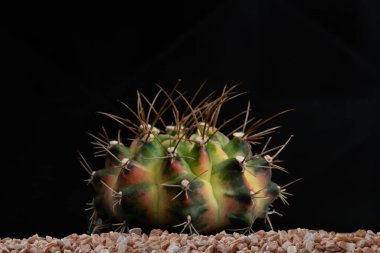 Stüdyo ışıklarıyla kaktüs çiçeğini kapat..