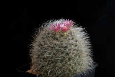 Stüdyo ışıklarıyla kaktüs çiçeğini kapat..