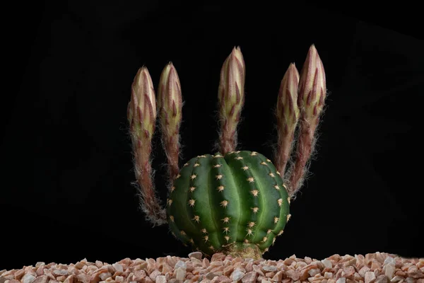 Detail Kaktusového Květu Studiovým Osvětlením — Stock fotografie
