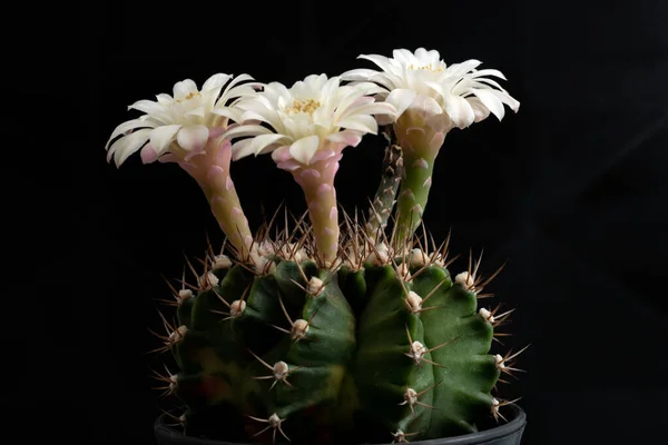 Primer Plano Flor Cactus Con Iluminación Estudio — Foto de Stock