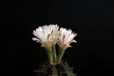 Stüdyo ışıklarıyla kaktüs çiçeğini kapat..