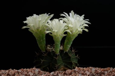 Stüdyo ışıklarıyla kaktüs çiçeğini kapat..