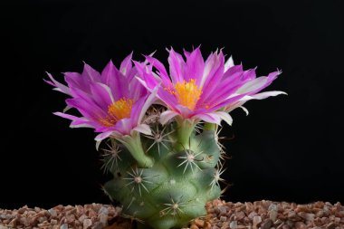 Stüdyo ışıklarıyla kaktüs çiçeğini kapat..