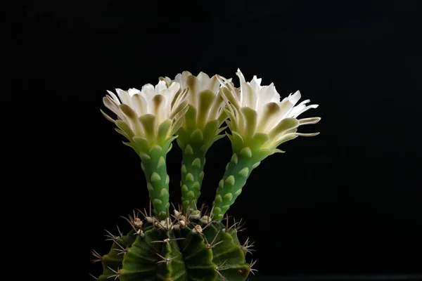 Close Flor Cacto Com Iluminação Estúdio — Fotografia de Stock