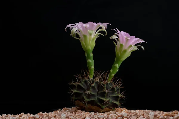 Close Cactus Flower Studio Lighting — Stock Photo, Image