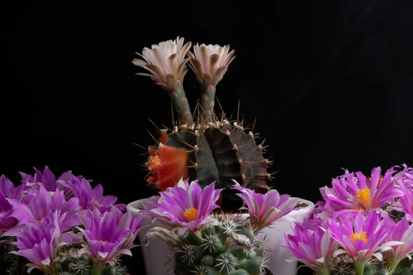 Közelkép Kaktuszvirág Stúdió Világítás — Stock Fotó