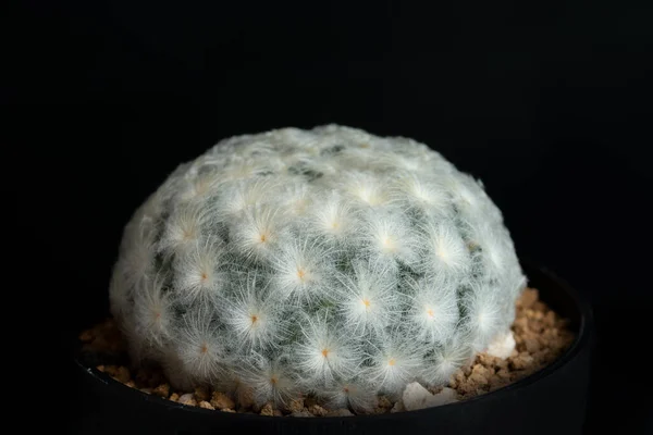 Gros Plan Fleur Cactus Avec Éclairage Studio — Photo