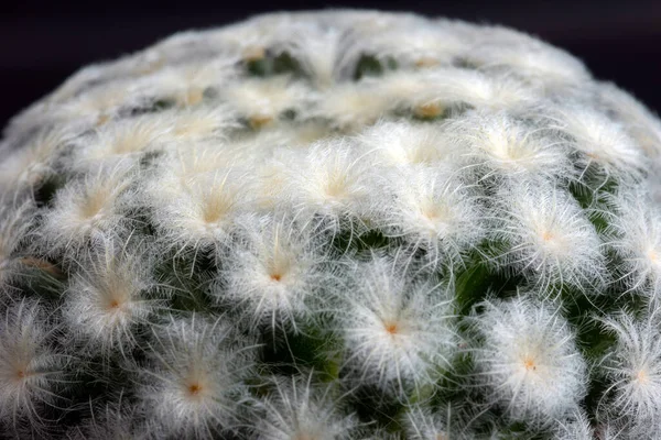 Gros Plan Fleur Cactus Avec Éclairage Studio — Photo