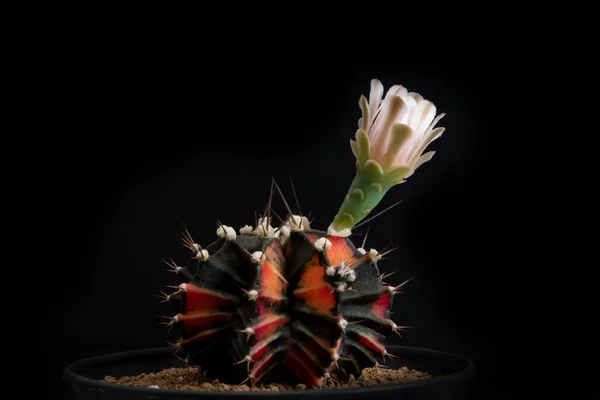 Primo Piano Del Fiore Cactus Con Illuminazione Studio — Foto Stock