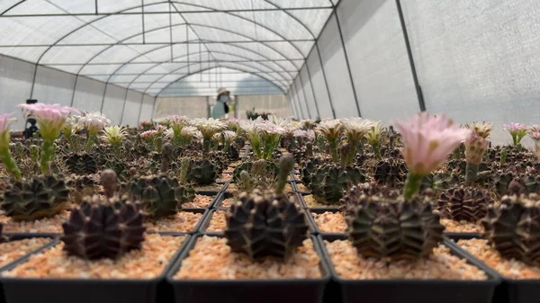Adorable Indoor Cactus Garden — Stock Photo, Image