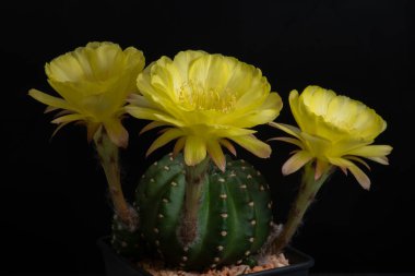 Stüdyo ışıklarıyla kaktüs çiçeğini kapat.