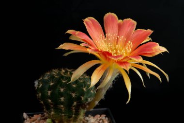 Stüdyo ışıklarıyla kaktüs çiçeğini kapat.