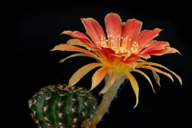 Stüdyo ışıklarıyla kaktüs çiçeğini kapat.