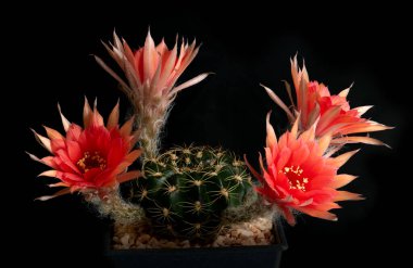 Stüdyo ışıklarıyla kaktüs çiçeğini kapat.