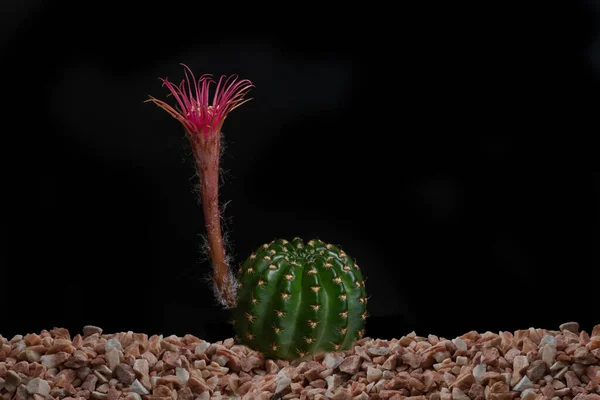 Zamknij Fullboom Kwiat Kaktusa Oświetleniem Studio — Zdjęcie stockowe