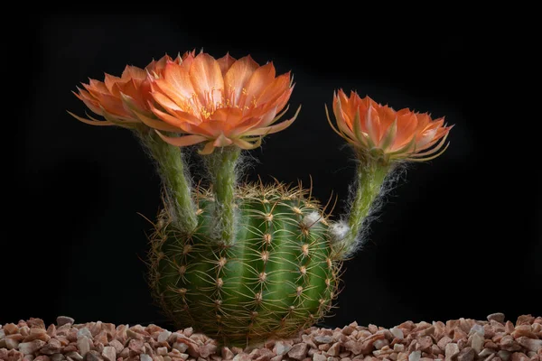 Zamknij Fullboom Kwiat Kaktusa Oświetleniem Studio — Zdjęcie stockowe