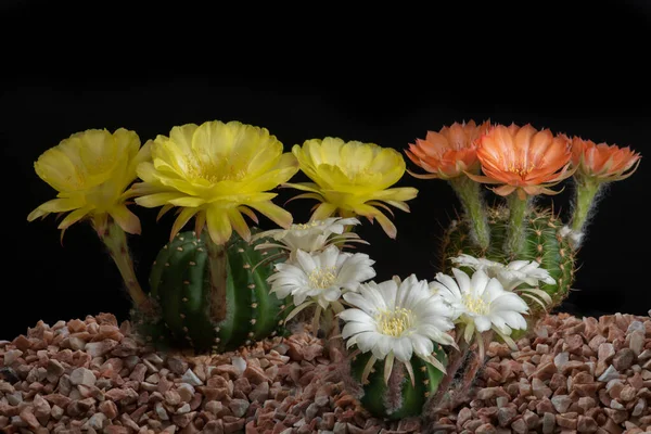 Flor Cactus Pluma Completa Con Iluminación Estudio — Foto de Stock