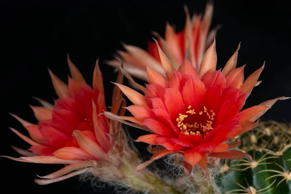 stock image Close up fullboom flower of cactus with studio lighting