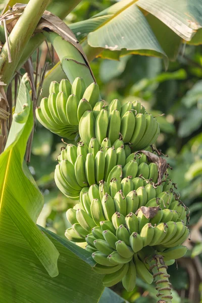 Bunch Bananas Tree — Stock Photo, Image