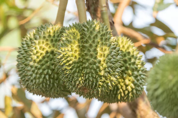 Tak Van Durian Boom — Stockfoto