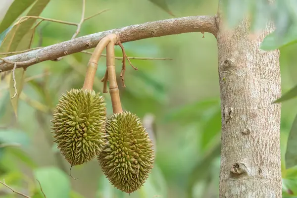 Branch Durian Tree — Stock Photo, Image