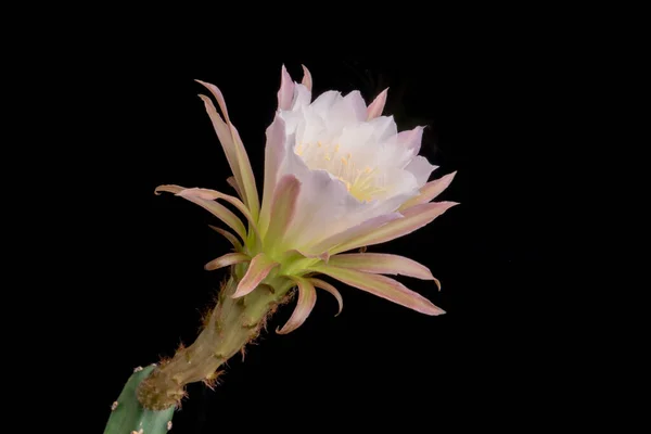 Gros Plan Fleur Cactus Pleine Flèche Avec Éclairage Studio — Photo