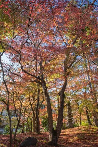 Árvore Bordo Outono Japão — Fotografia de Stock