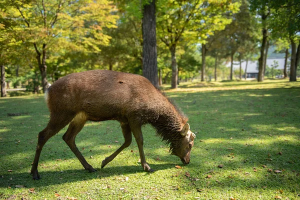 日本の公園の森の鹿 — ストック写真