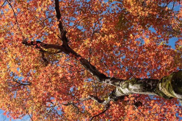 Ahorn Herbst Japan — Stockfoto
