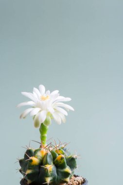 Stüdyo ışıklarıyla kaktüs çiçeğini kapat.