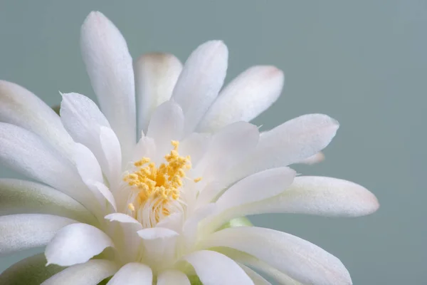 Κοντινό Πλάνο Fullboom Λουλούδι Του Κάκτου Φωτισμό Στούντιο — Φωτογραφία Αρχείου