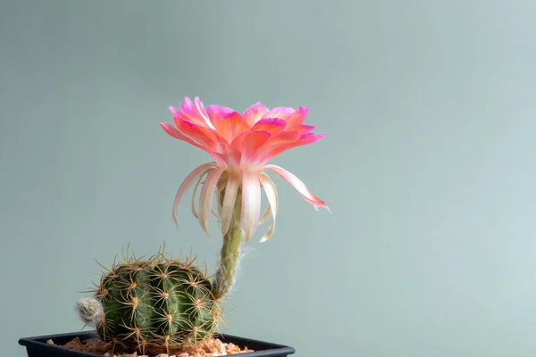 Gros Plan Fleur Cactus Pleine Flèche Avec Éclairage Studio — Photo