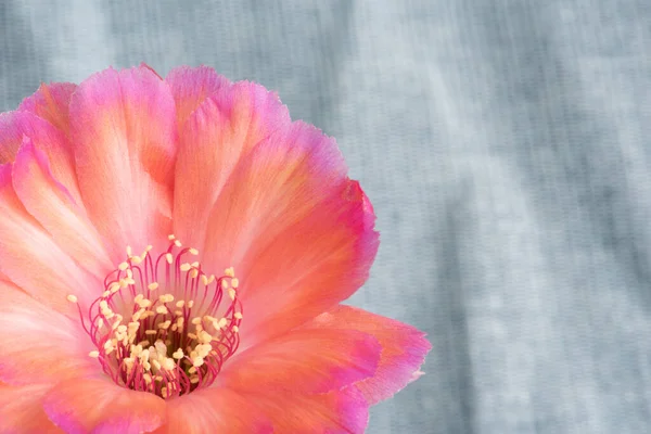 Κοντινό Πλάνο Fullboom Λουλούδι Του Κάκτου Φωτισμό Στούντιο — Φωτογραφία Αρχείου